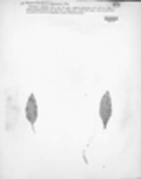 Septoria dianthi image